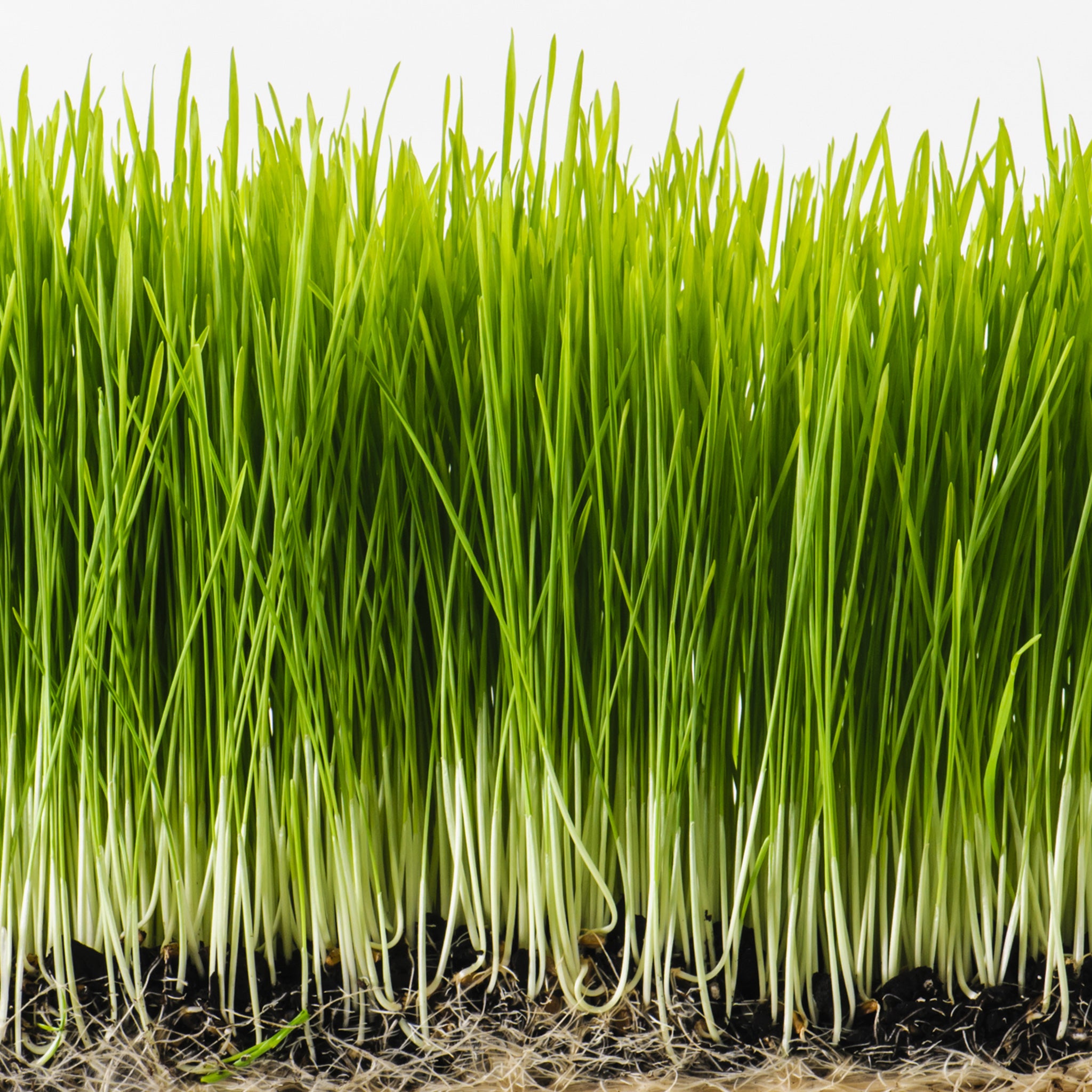 Sproutman's Organic Wheatgrass Sprouting Seeds (2 Lbs) - Tribest